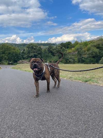 Wo sind meine AMERICAN BULLDOGS?-Beitrag-Bild