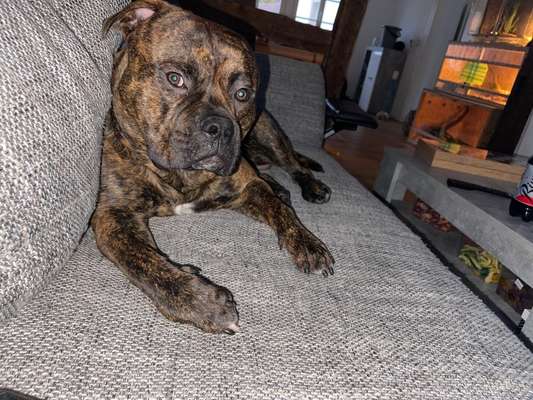 Wo sind meine AMERICAN BULLDOGS?-Beitrag-Bild