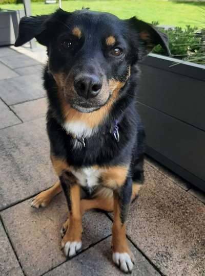 Lieblingsbild von euren Hunden?-Beitrag-Bild