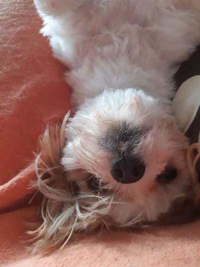 Die Dogorama Wochen Challenge-Beitrag-Bild