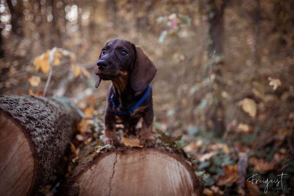 Welpen Bilder !-Beitrag-Bild