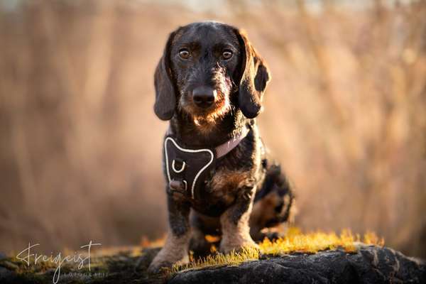 zeigt eure Hunde mit Ihren Frühlingsgefühlen:)-Beitrag-Bild