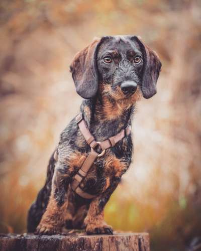 zeigt eure Hunde mit Ihren Frühlingsgefühlen:)-Beitrag-Bild