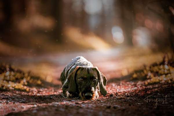 zeigt eure Hunde mit Ihren Frühlingsgefühlen:)-Beitrag-Bild