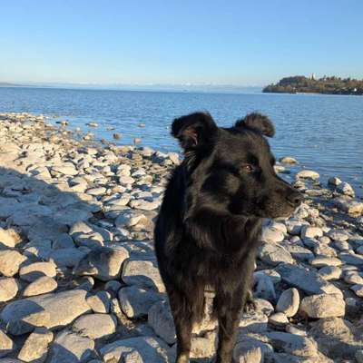 Hundetreffen-Suche andere Hunde für Spieltreffen und lange Spaziergänge-Bild