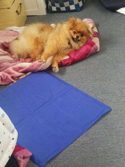 Die Dogorama-Wochen-Challenge "Die schönste Grimasse"-Beitrag-Bild