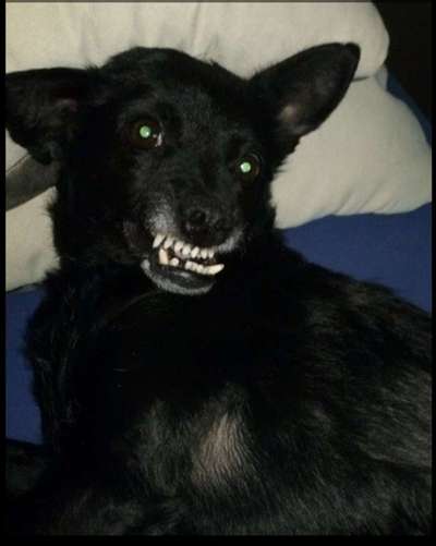 Lustigsten Grimassen von euren Hunden-Beitrag-Bild