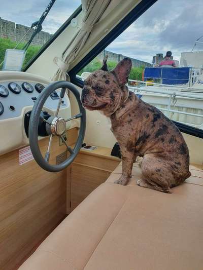 Reinrassige Hunde?-Beitrag-Bild