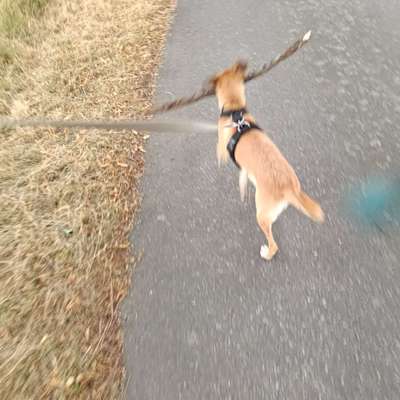 Hundetreffen-Gassi gehen-Bild