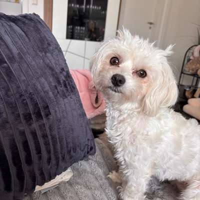 Hundetreffen-Kleine Hunde in Tettnang und Umgebung gesucht-Bild