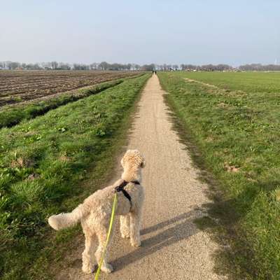 Hundetreffen-Spiel und Trainingshund gesucht-Bild