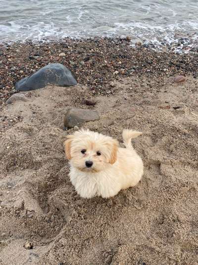 Havaneser dabei?:)-Beitrag-Bild