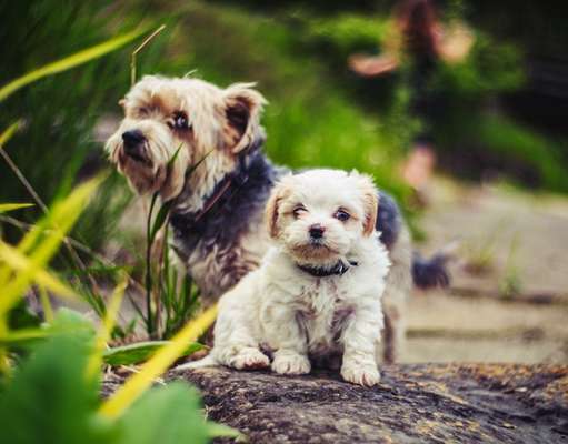 Die Dogorama Kalender Challenge Titelbild-Beitrag-Bild