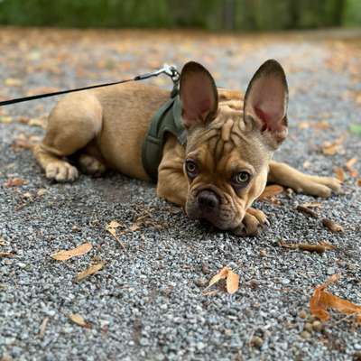 Hundetreffen-Kleine bis mittelgroße Hundetreff-Bild