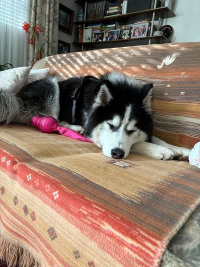 Welche Hunderasse-Beitrag-Bild