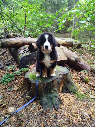 Hundetreffen-Welpentreffen Furpach-Bild