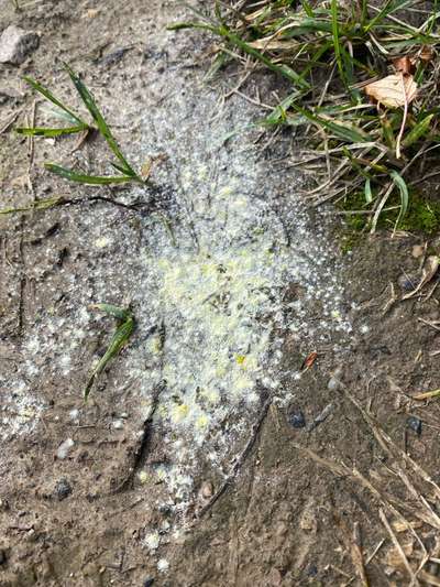 Giftköder-Weißes Pulver Entlang des ZDF-Zauns-Bild