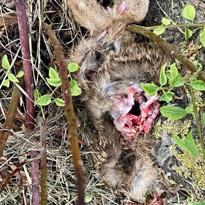Giftköder-Totes Kaninchen-Bild
