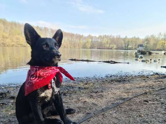 Dogorama-Monats-Challenge-Mai "Wasser"-Beitrag-Bild