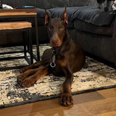 Hundetreffen-Spiel und gassi Runde mit junghund oder verspielten erwachsenem 😊-Bild