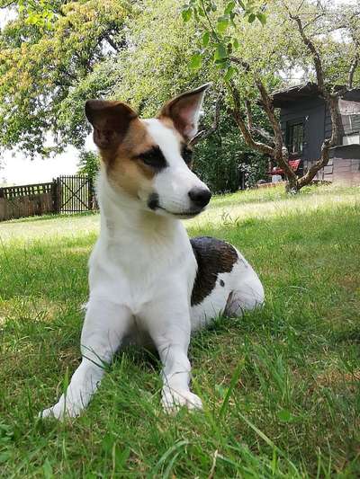 Die Dogorama Wochen Challenge-Beitrag-Bild