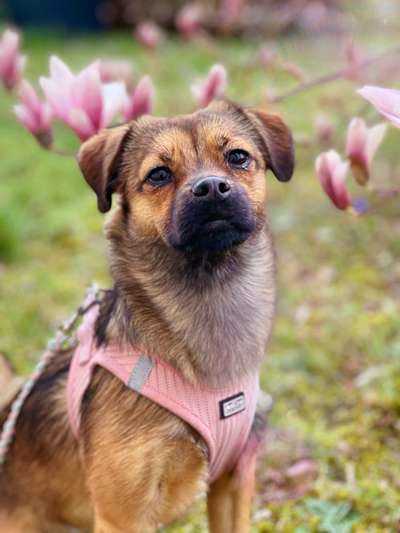 Dogorama Photo Challenge - Hunde in Action-Beitrag-Bild