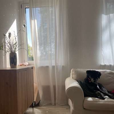 Hundetreffen-Nur gucken - nicht anfassen-Bild