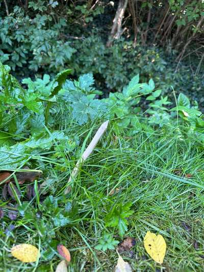 Giftköder-Angespitzte Stöcker im Boden-Bild