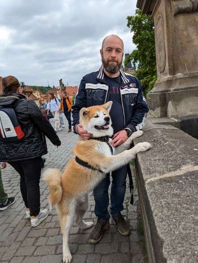 Hundetreffen-Akita sucht Spiel und Trainingspartner-Bild