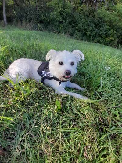 Die Dogorama Kalender Challenge Titelbild-Beitrag-Bild