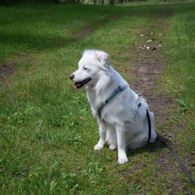 Wie sitzt mein Maulkorb / Maulkorb-Beratung-Beitrag-Bild