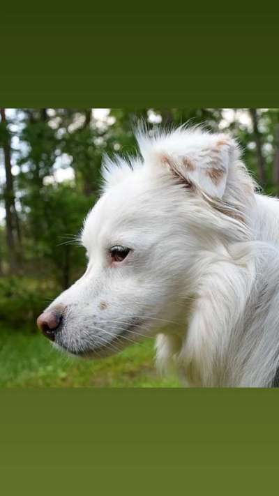 Wie sitzt mein Maulkorb / Maulkorb-Beratung-Beitrag-Bild