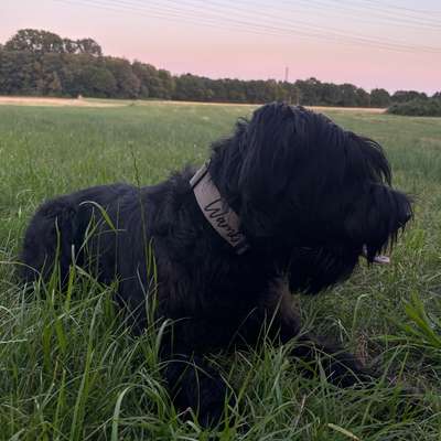 Hundetreffen-🐾Spieltreff mit Wambo🐾-Bild