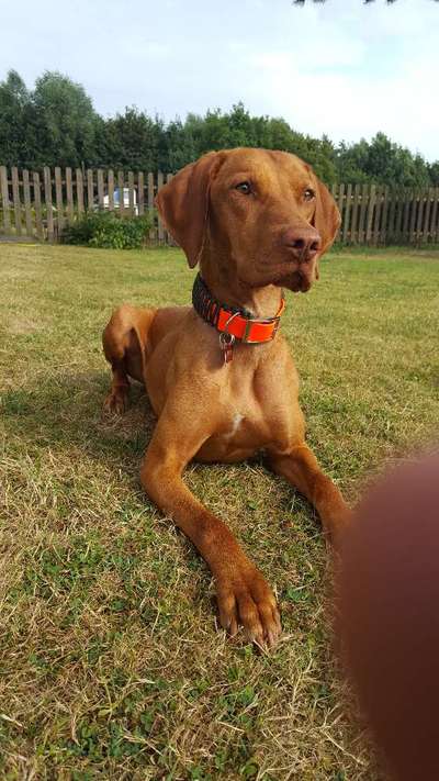 Magyar Vizsla UK-Beitrag-Bild