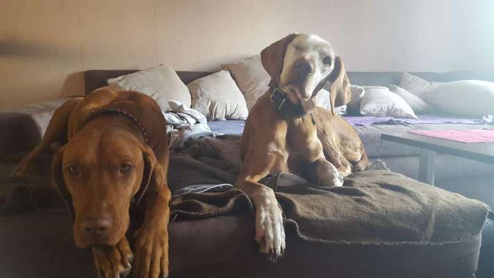 Magyar Vizsla UK-Beitrag-Bild