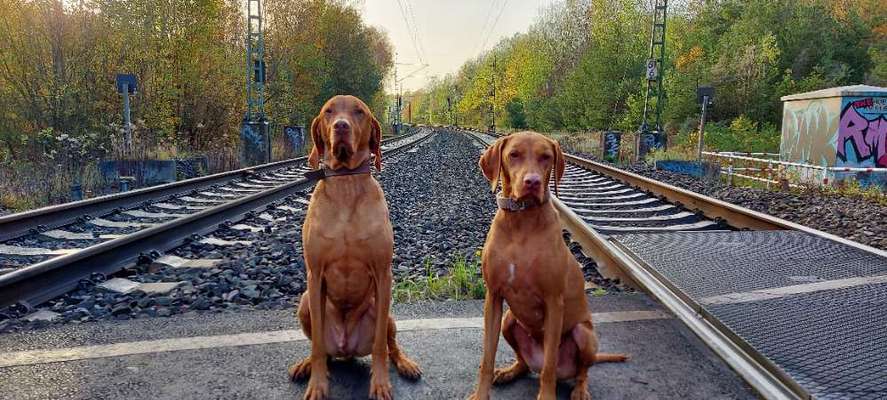 Bester Freund, Hundekumpel - zeigt her!-Beitrag-Bild