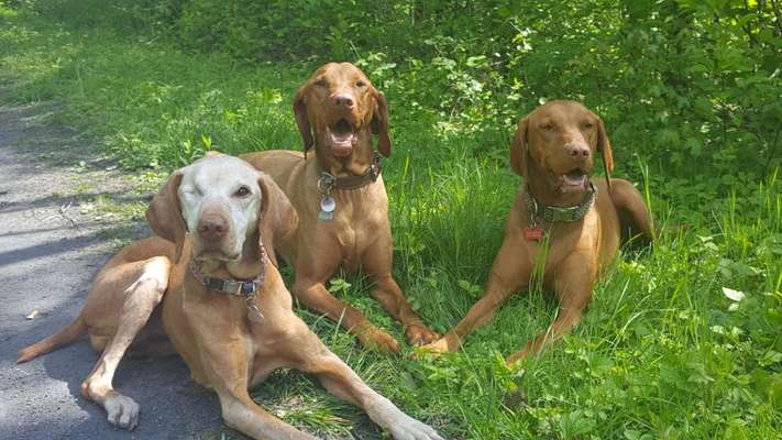 Magyar Vizsla UK-Beitrag-Bild