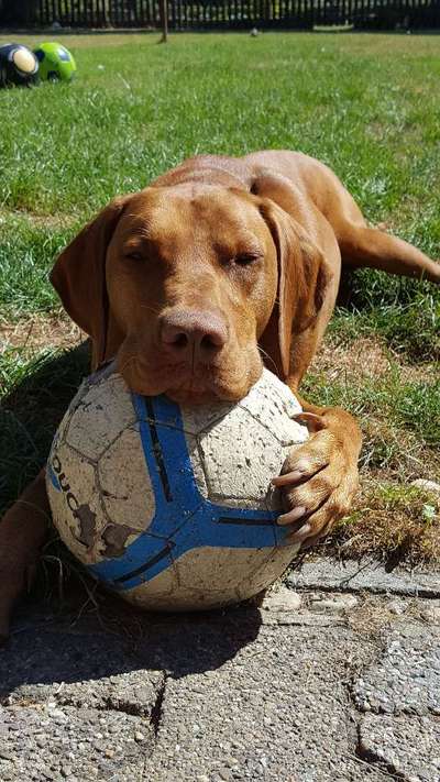 Magyar Vizsla UK-Beitrag-Bild