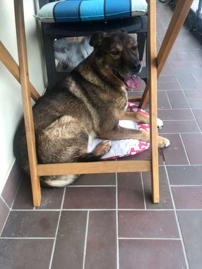 Ältere Hunde aus dem Ausland-Beitrag-Bild