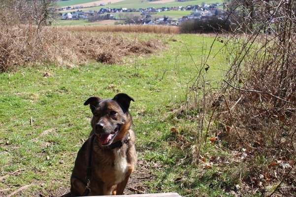 TierschutzhundeStammtisch🐕-Beitrag-Bild