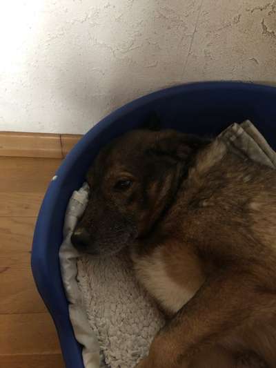 Mischlingshunde Foto Aufruf-Beitrag-Bild