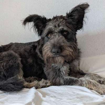 Hundetreffen-Gassirunde in Singen-Bild