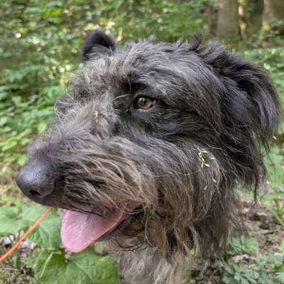 Hundetreffen-Gassirunde in Singen-Bild