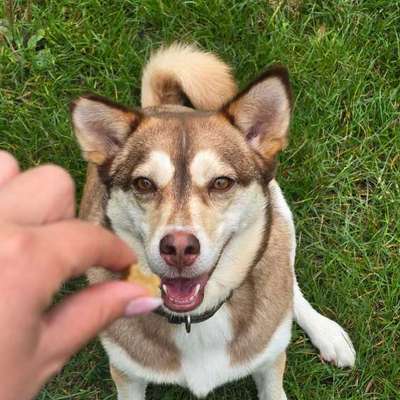 Hundetreffen-Gassirunde nach Absprache-Bild