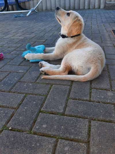 Hundetreffen-Gassigehen ,Welpentreff usw.-Bild