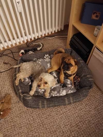 FOTOCHALLENGE 68: Dein Hund und sein bester Freund-Beitrag-Bild