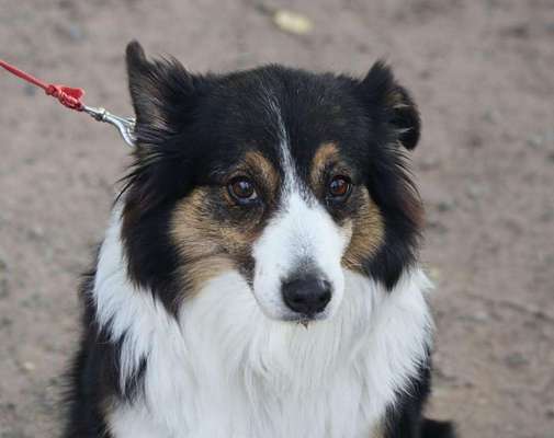 Dein Hund im Dogorama-Kalender 2021-Beitrag-Bild