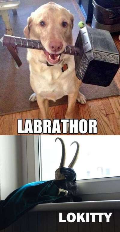 Hunde Memes-Beitrag-Bild