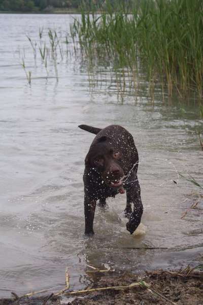 Rasseporträt Labrador-Beitrag-Bild