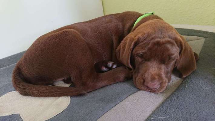 Welpen Bilder !-Beitrag-Bild